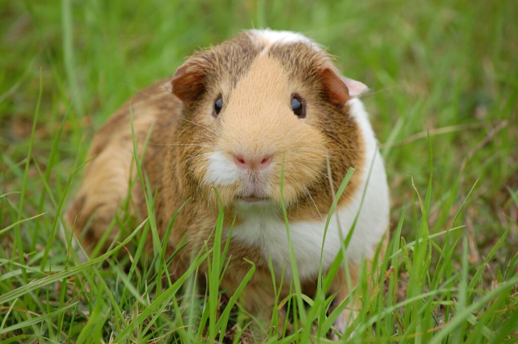 guinea pig 242520 1920