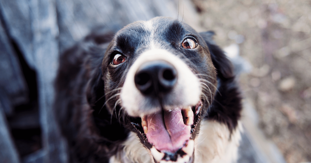 how to discipline border collie