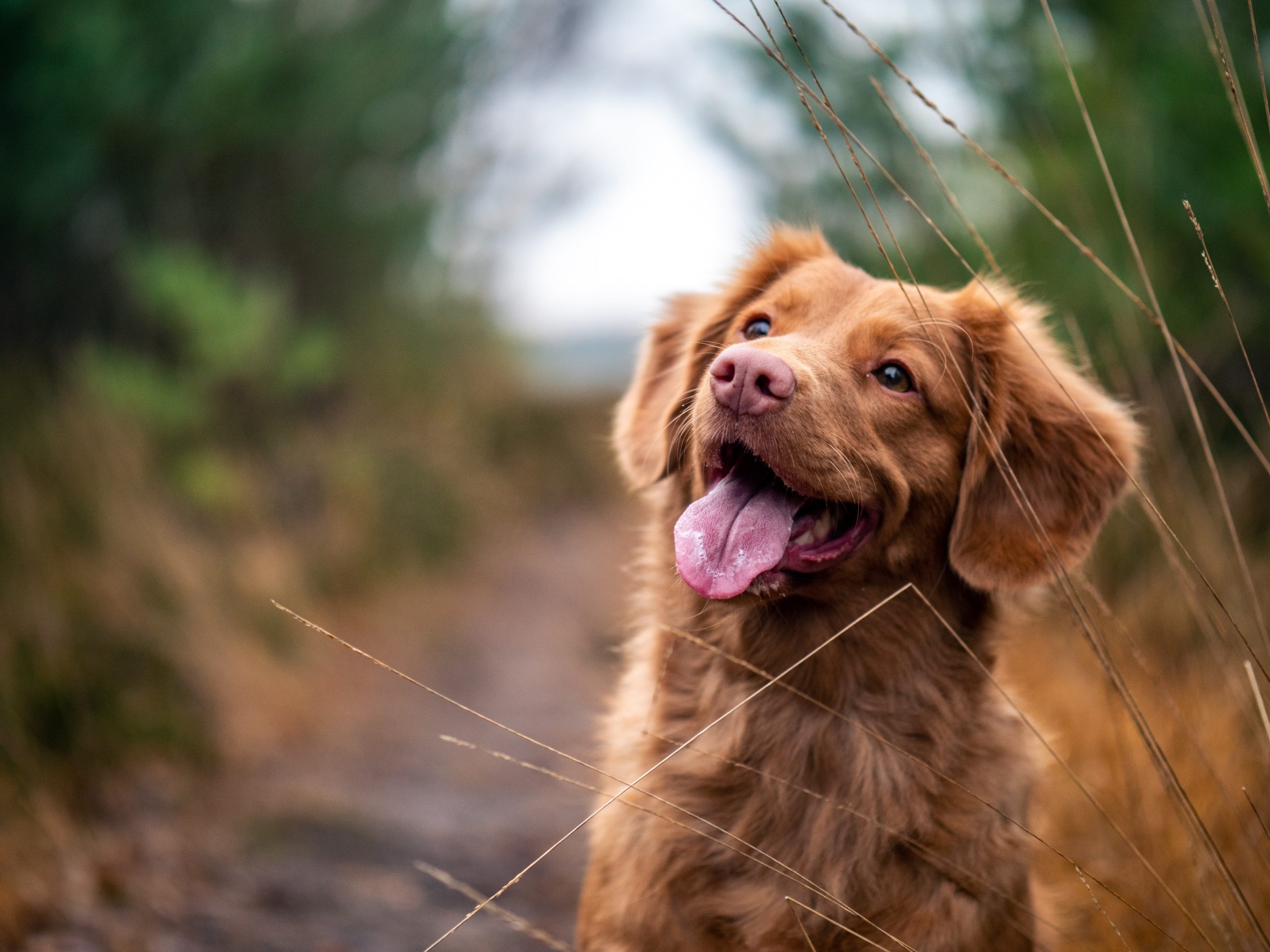 Can I walk my dog if I'm self isolating?