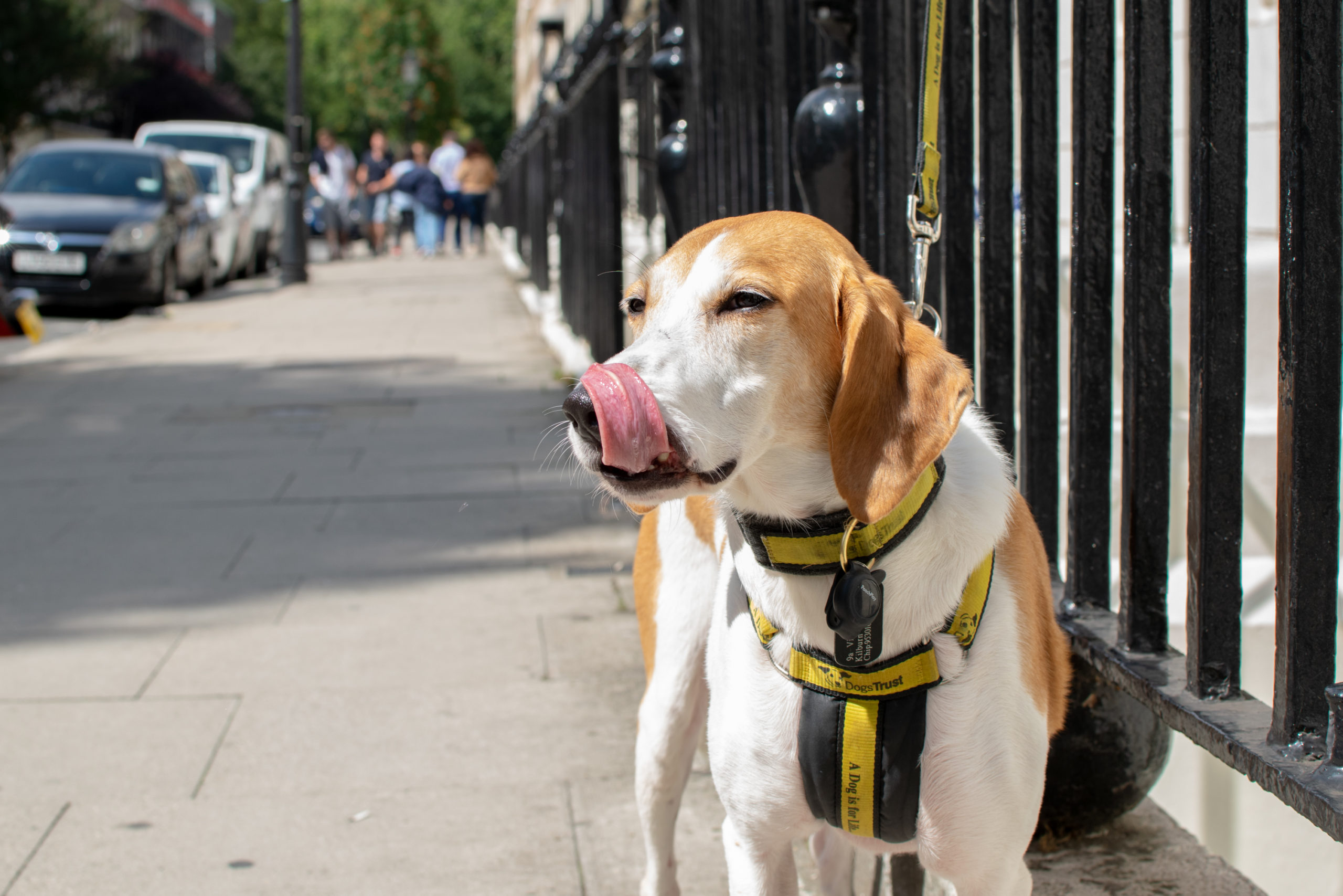 Katsu Dog Walking Outside Tailster