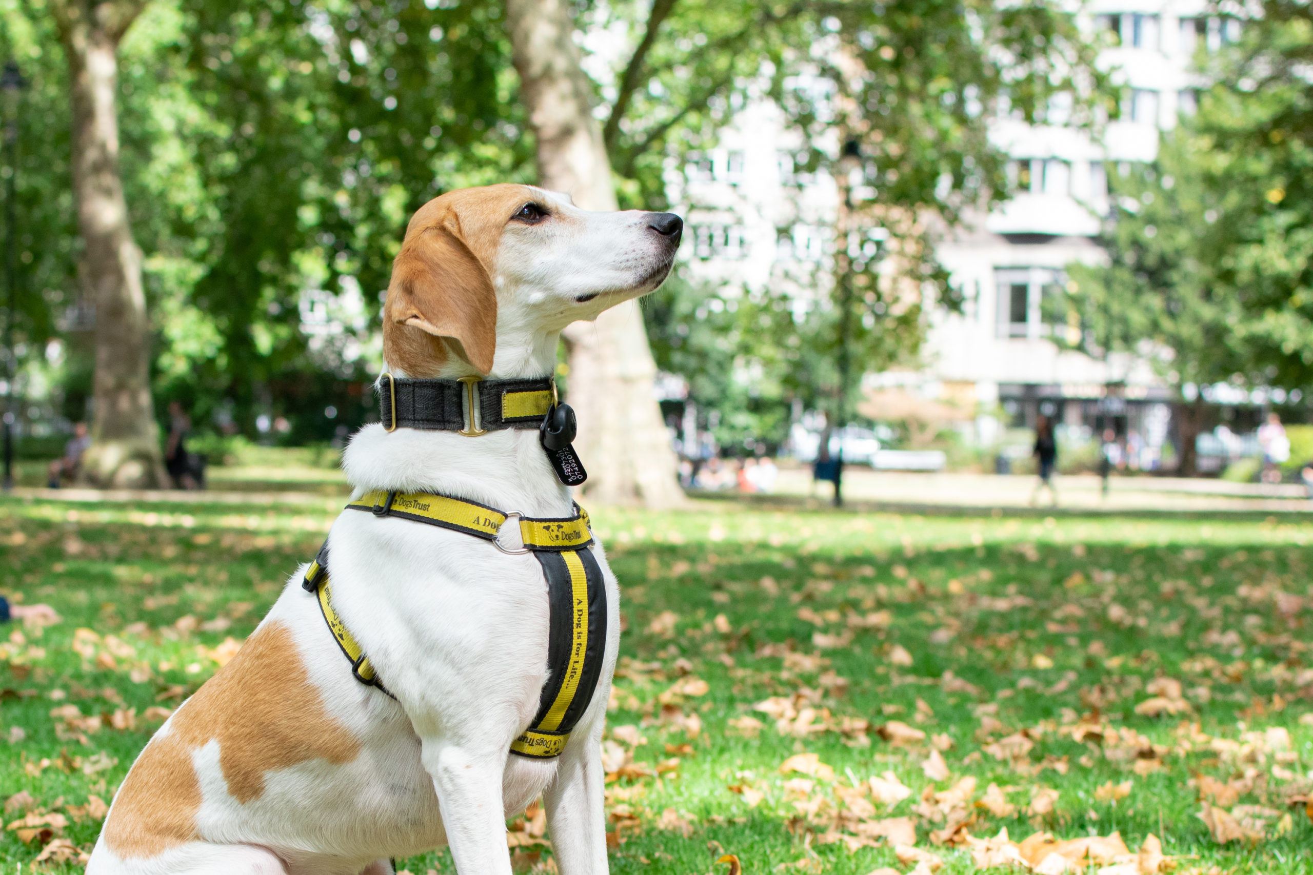 Average Dog Walking Prices In The UK