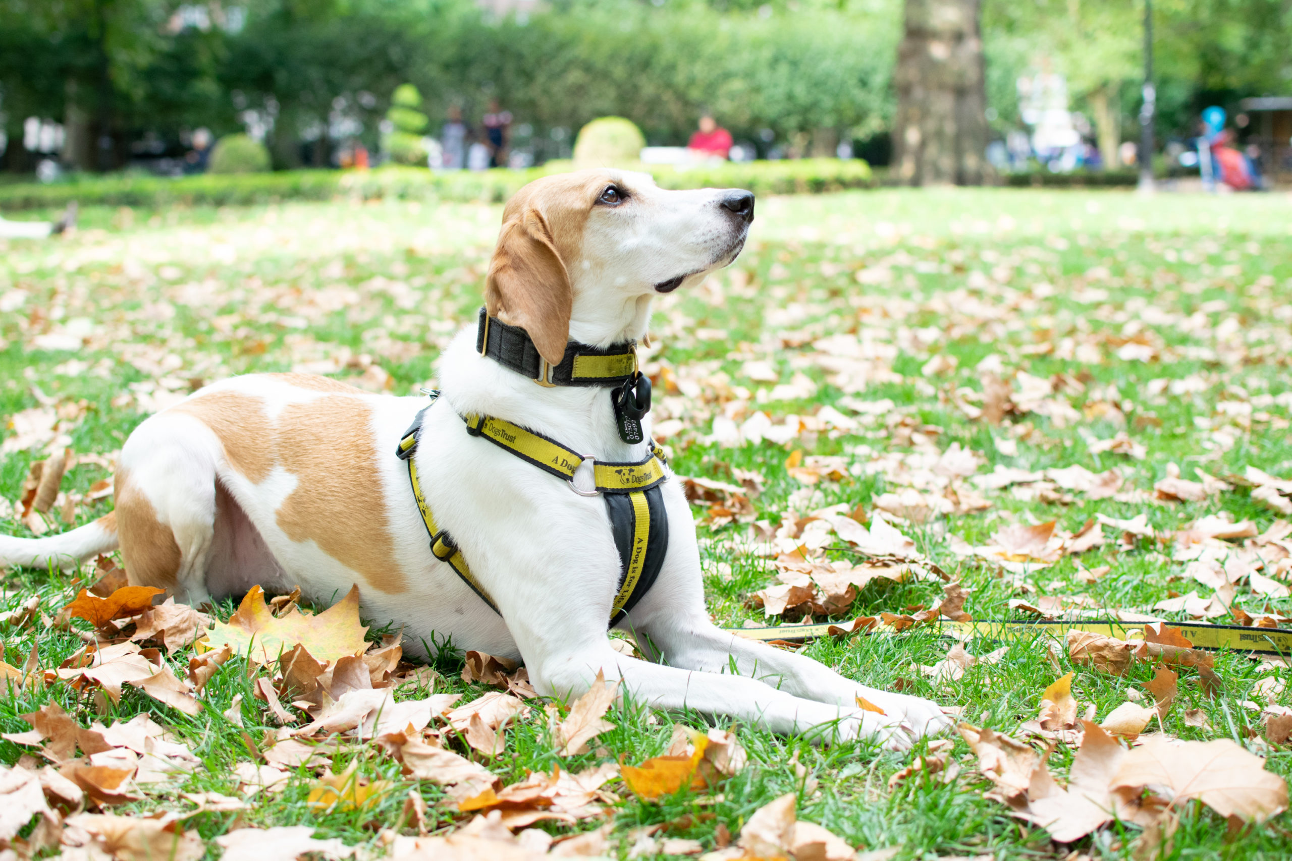 Katsu Dog Walking Outside Tailster