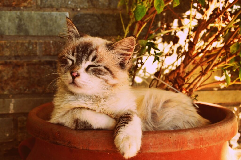 kitten asleep in a pot 1995961 1920