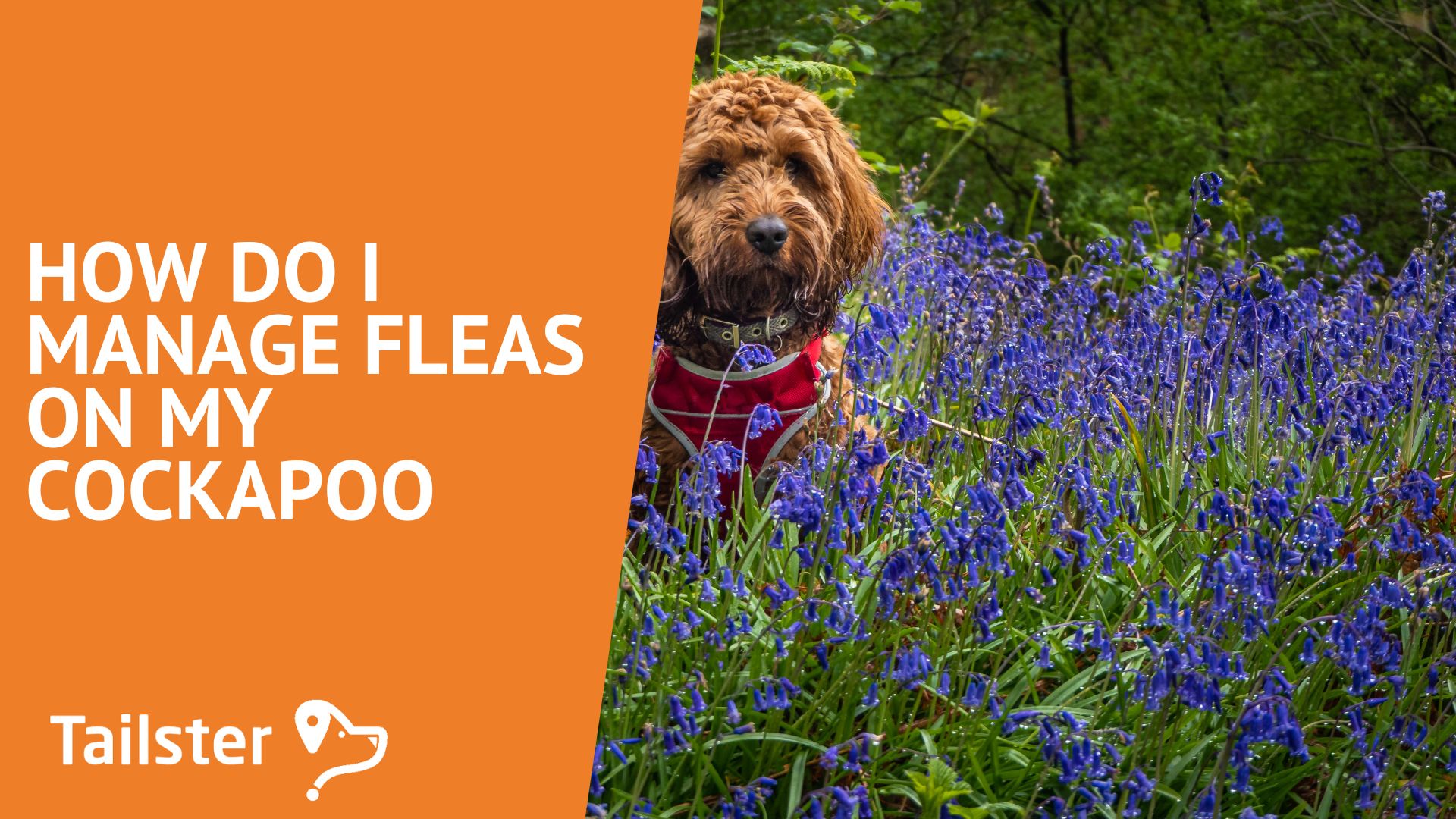 How Do I Manage Fleas On My Cockapoo