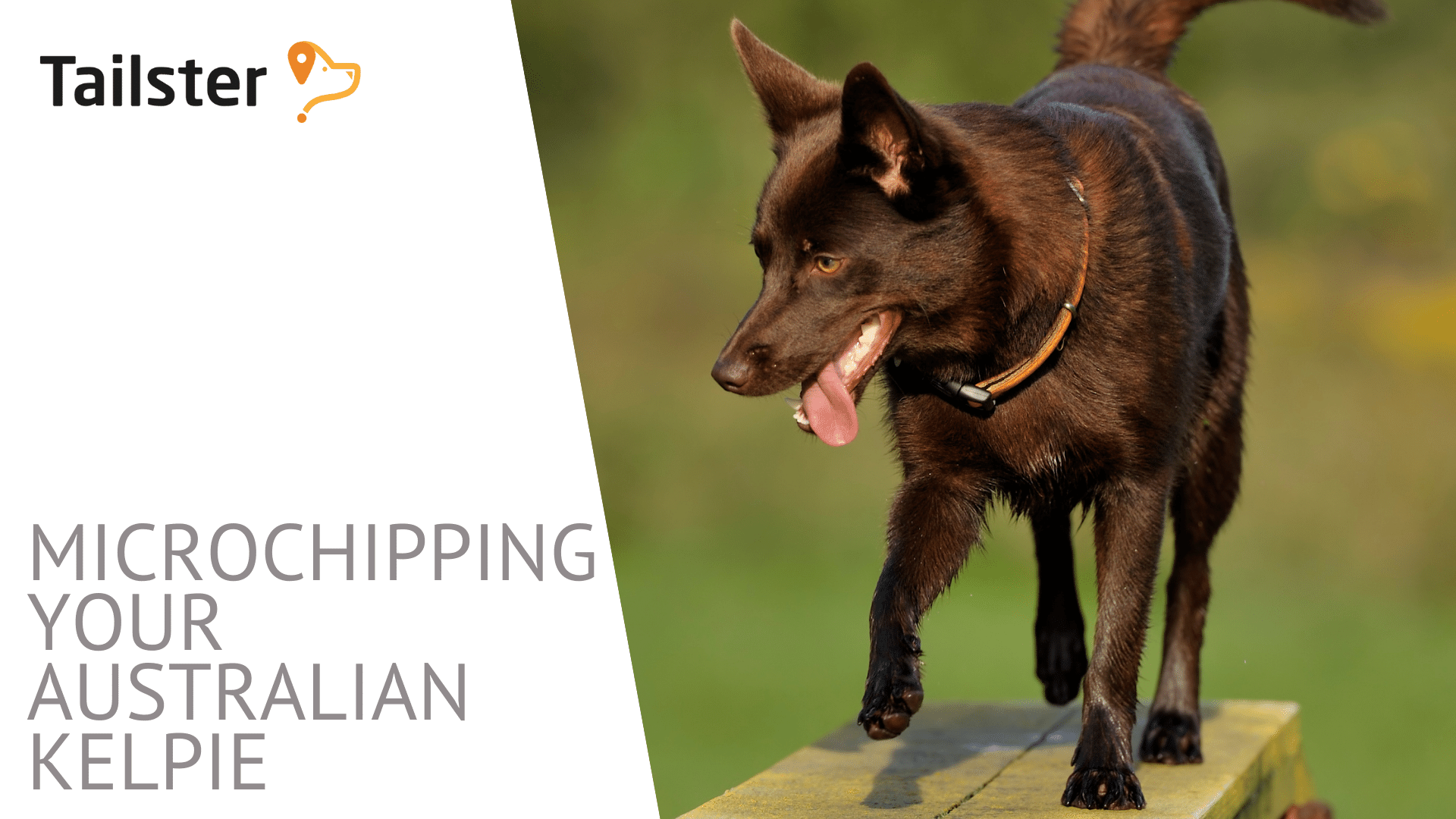 Microchipping And Your Australian Kelpie A Guide