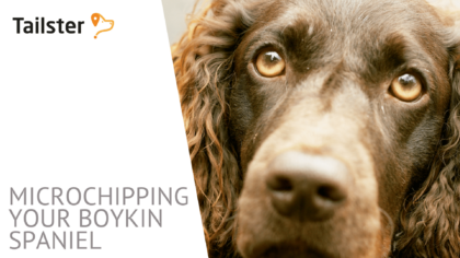 microchip boykin spaniel