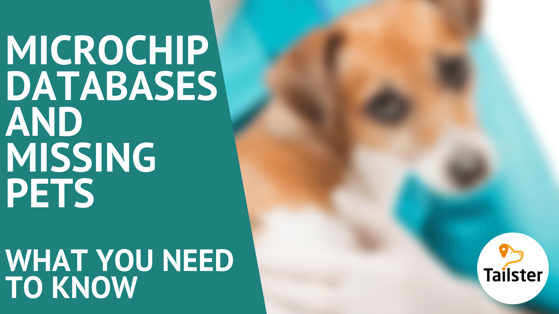 Microchips, Databases And Missing Pets What You Need To Know