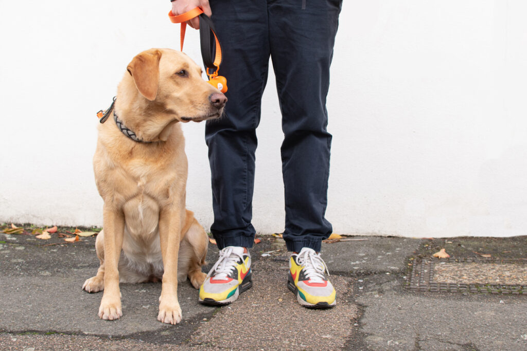 Dog Owners dog-owners