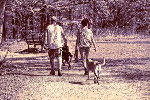 dogs-being-walked-in-park