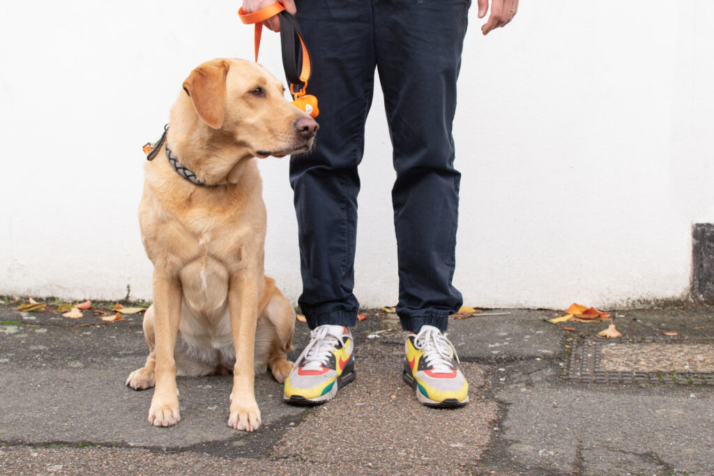 Pets At Home VIP Member Benefit