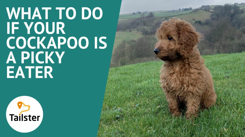 Cockapoo Fish Cockapoo Care