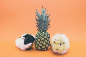 pineapple supply co 79711 unsplash