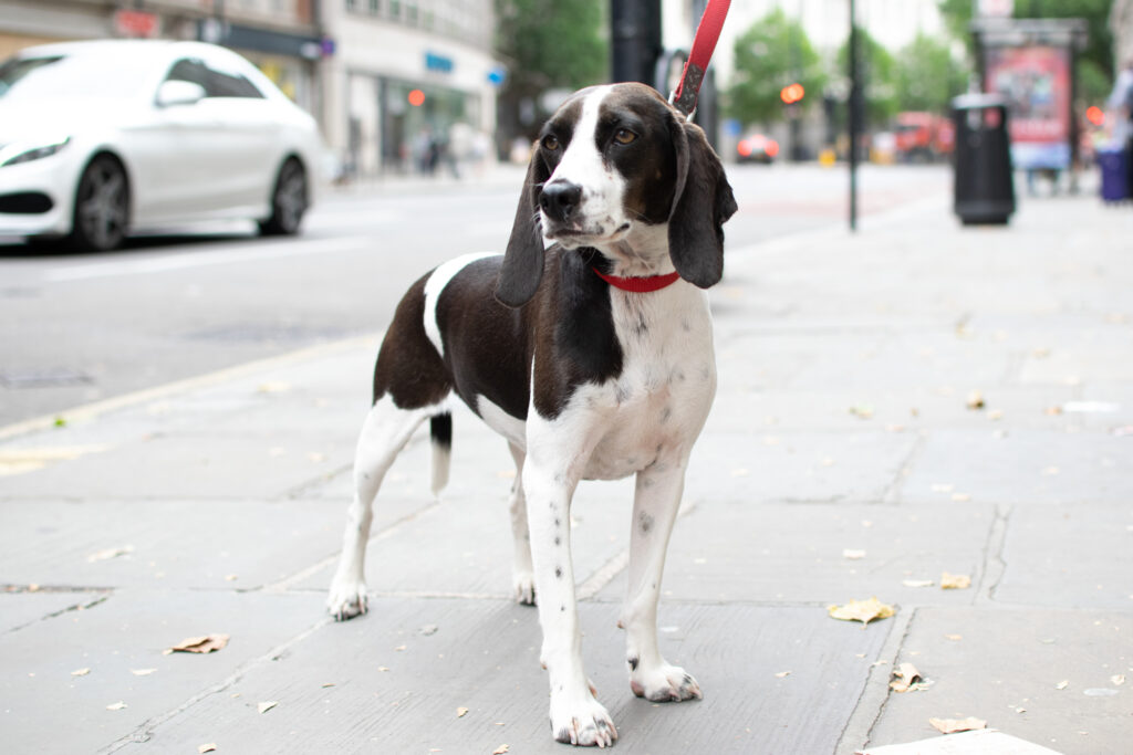 Pip Outside dog walking tailster