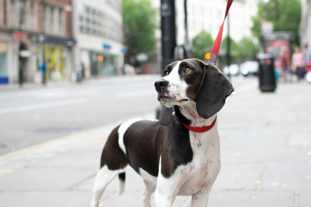 Pip Outside dog walking tailster