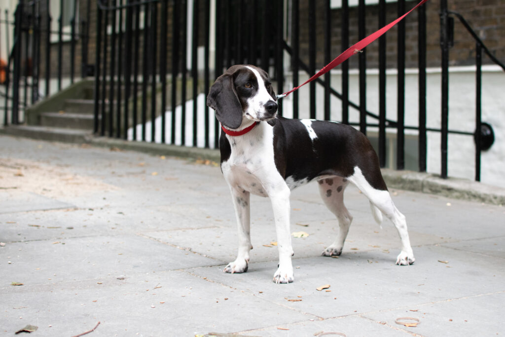 Pip Outside dog walking tailster