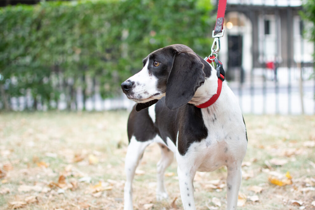 Pip Outside dog walking tailster