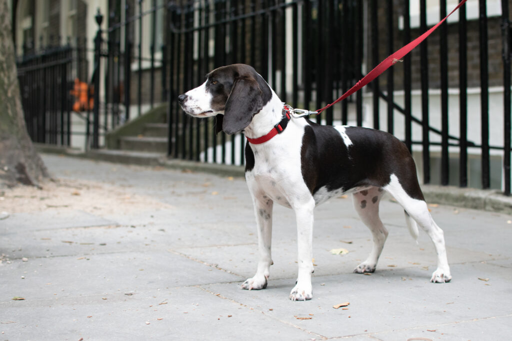 Pip Outside dog walking tailster