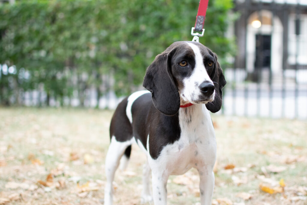 Pip Outside dog walking tailster