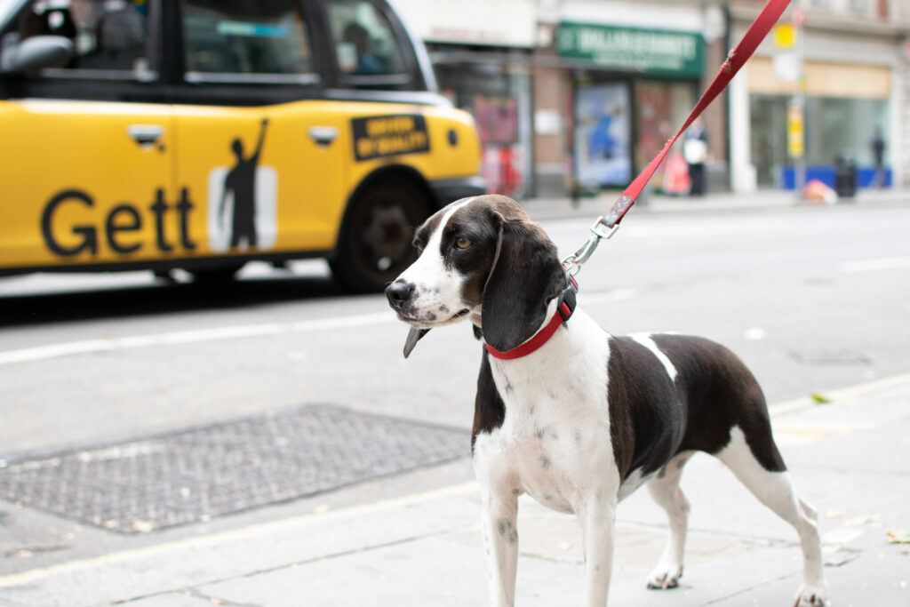 Pip Outside dog walking tailster