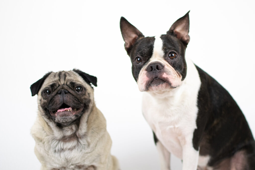 Dog Friendly Spots & Dog Walks In Canterbury