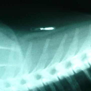 Radiograph showing a cat's microchip in situ