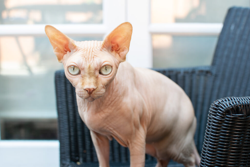 Sphynx cat Tailster