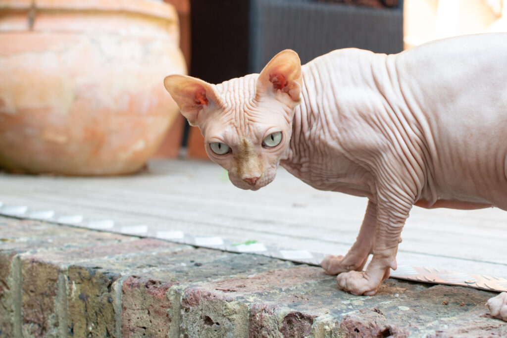 Sphynx cat Tailster