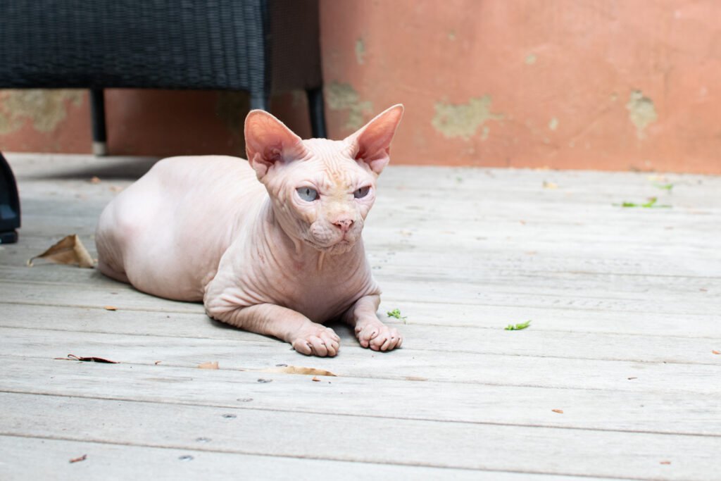 Sphynx cat Tailster