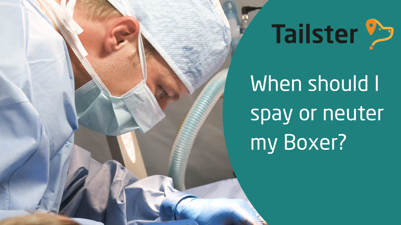 When Should I Spay Or Neuter My Boxer?