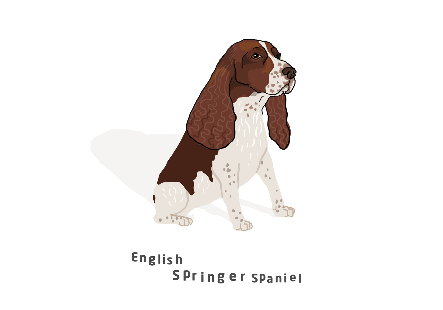 english-springer-spaniel 