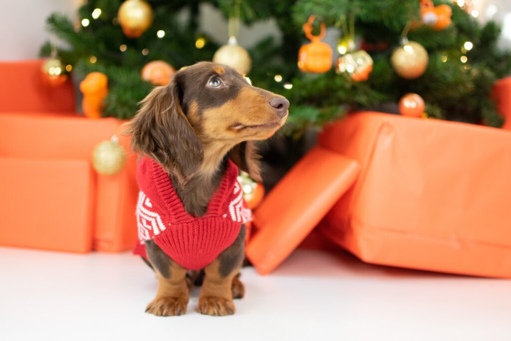 Christmas Trees And Pets Are They Safe?