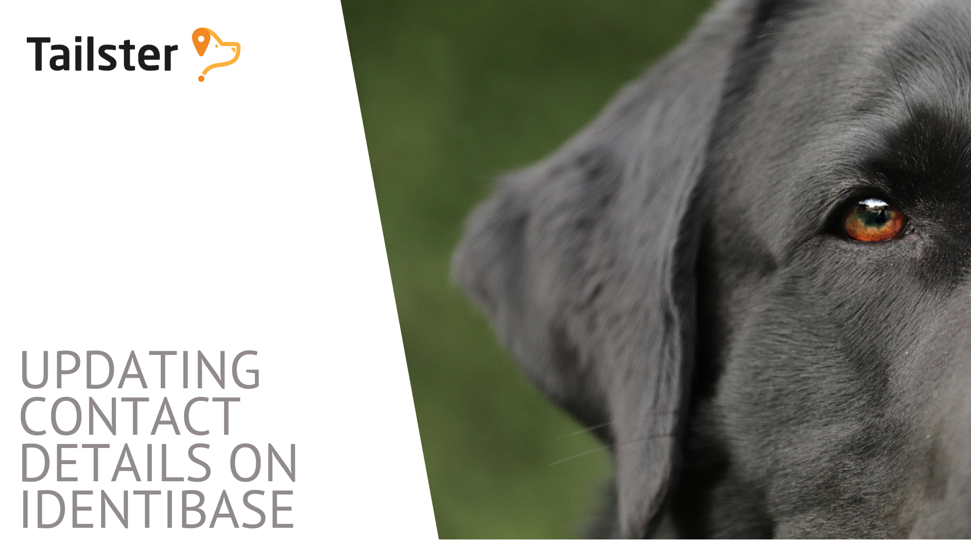 How Do I Update My Pet's Details And Address On Identibase?