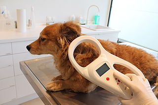 Vet reading a pet's microchip