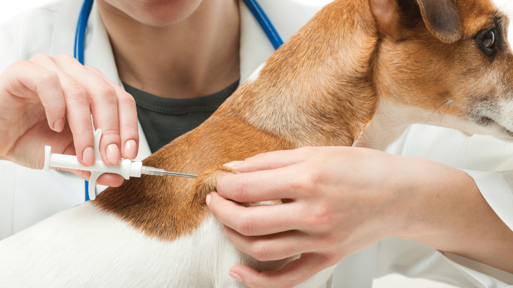 dog microchipping law