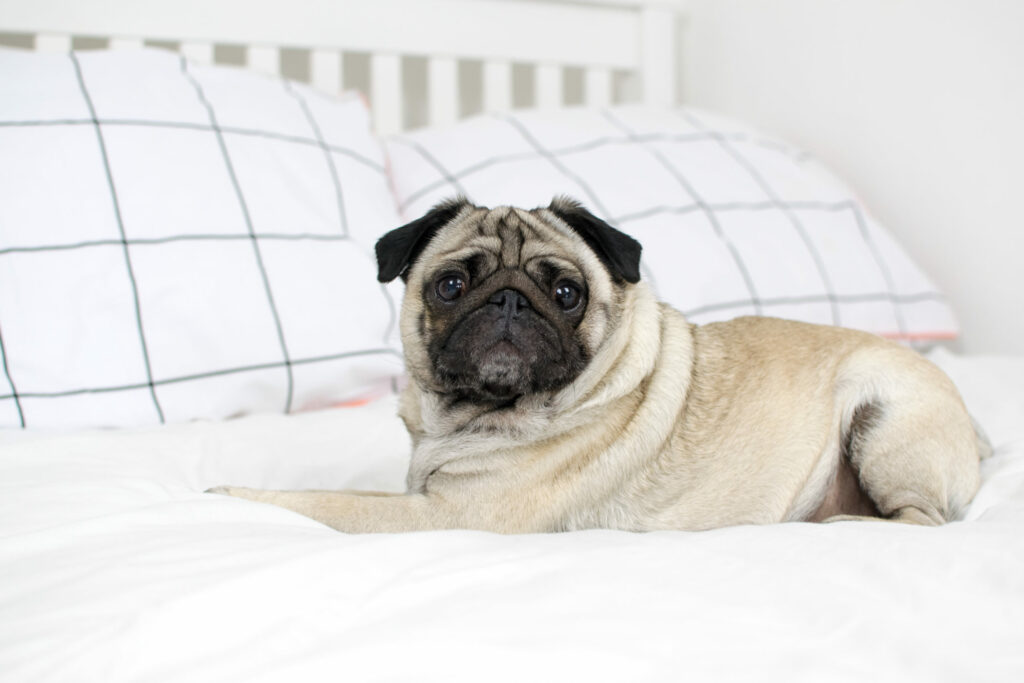 Should You Let Your Dogs On Your Furniture?