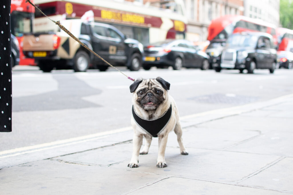 Wilma Dog Walking Outside London