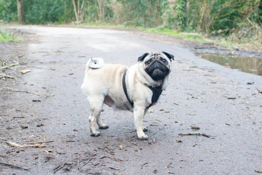 wilma walkies pug tailster 1