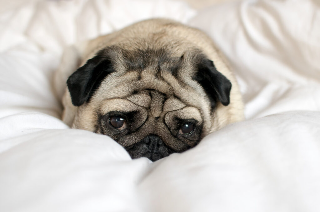 Separation Anxiety In Dogs How Can You Treat It?