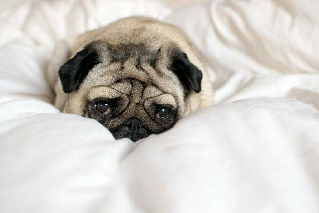 Should You Pet Your Dog Before Leaving Home?